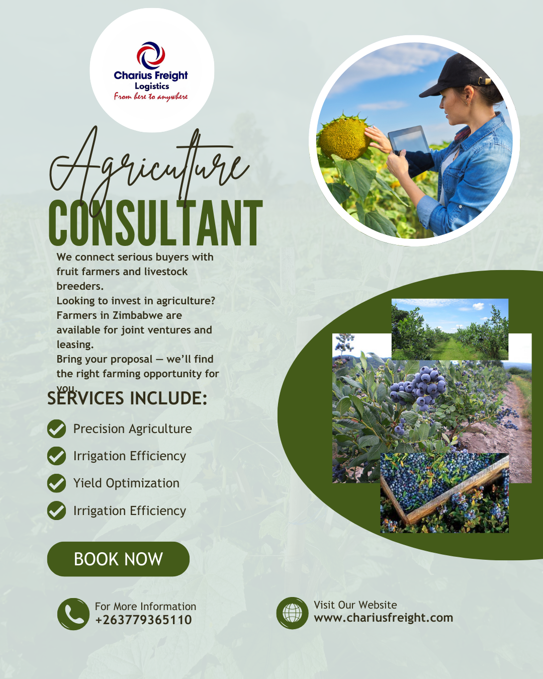 Zimbabwean blueberry exports glow to 34%  ,aiming to scale upto 70%