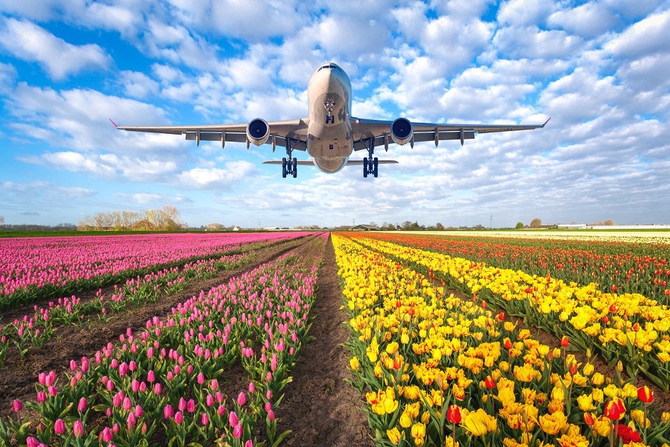 Flower demand boost UIO and BOG air cargo charter flights